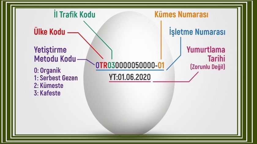 Yumurta Üzerindeki Kodlar Ne Anlama Geliyor? Kaliteli Yumurta Nasıl Anlaşılır?