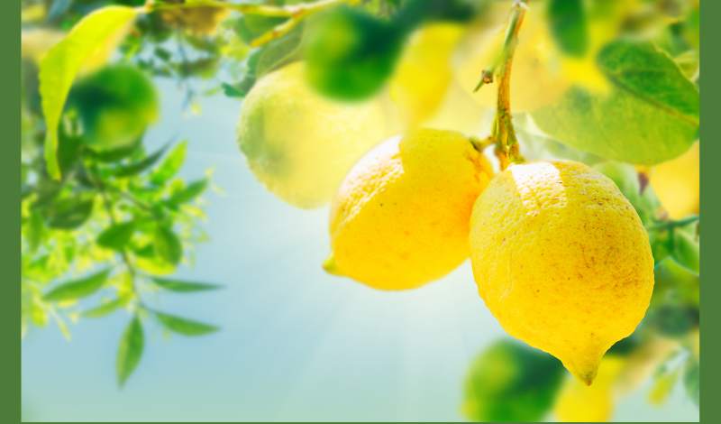 Limonun Faydaları ve Farklı Kullanım Alanları